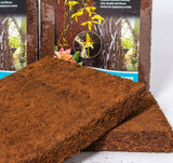 Tree Fern Board, Large - twin pack