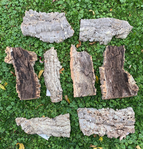 Corch Slabs Cork Slab - Medium – Ravenvision Orchid Supplies