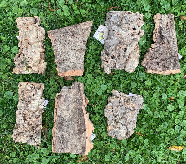 Corch Slabs Cork Slab - Small – Ravenvision Orchid Supplies